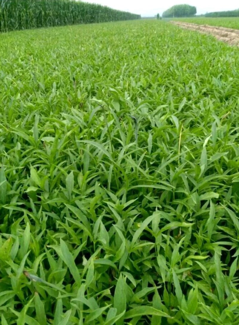 旱半夏种子产量高稳产祁都保定安国种植基地货源充足