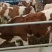 【热售中】肉牛，小牛，西门塔尔，夏洛莱，利木赞