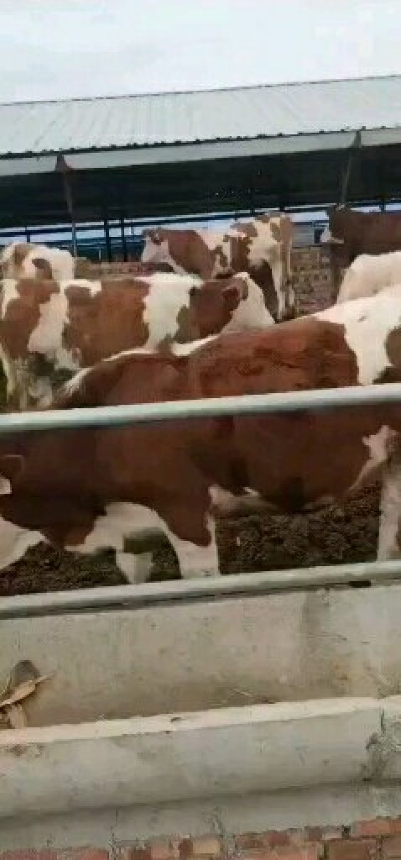 【热售中】肉牛，小牛，西门塔尔，夏洛莱，利木赞