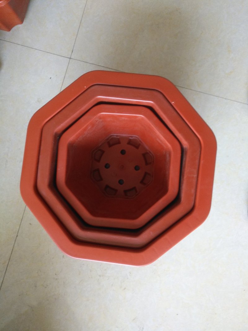 八角塑料盆适合搭配各种花卉