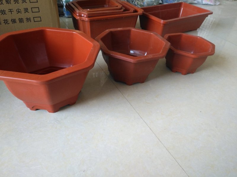 八角塑料盆适合搭配各种花卉