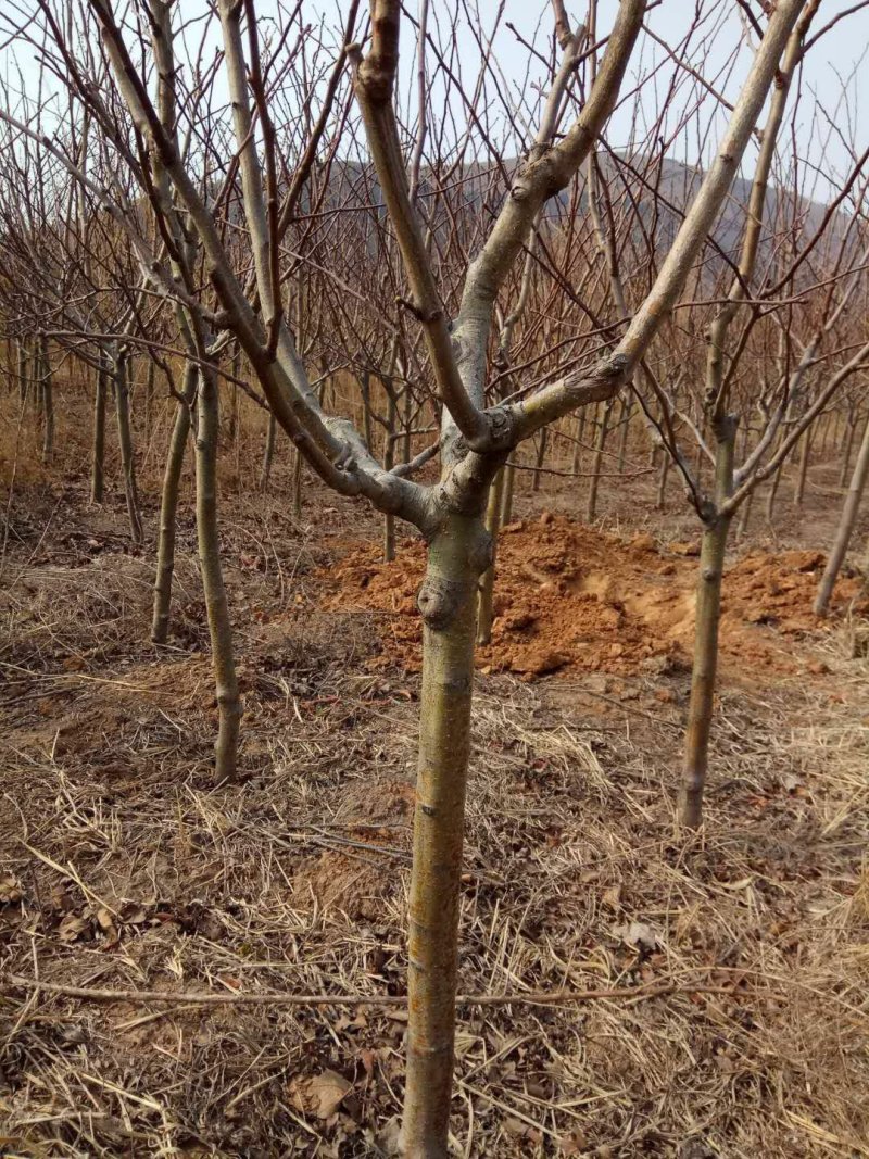 各种品种山楂树山楂苗