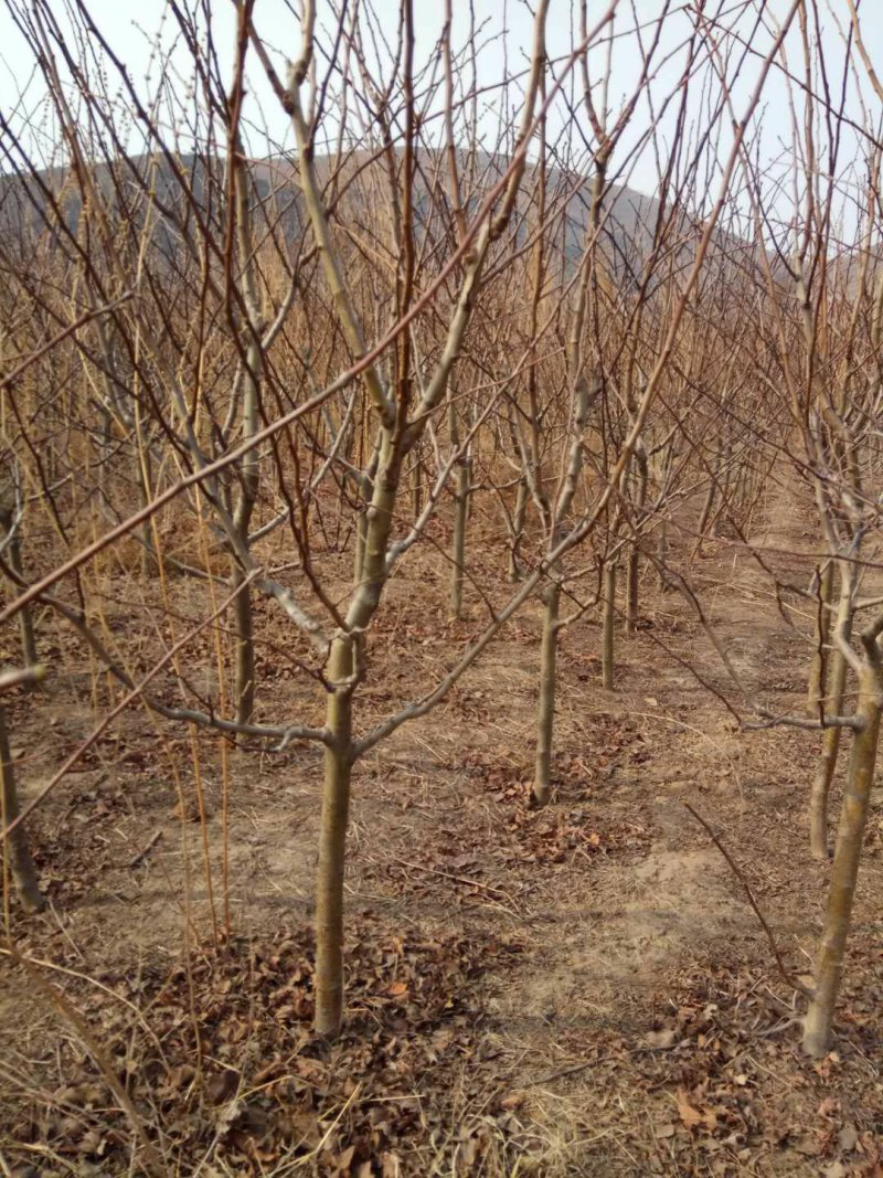 各种品种山楂树山楂苗