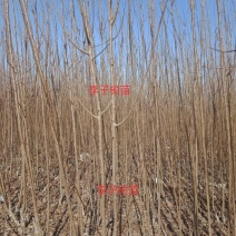 大量出售李子树苗！保证质量！保证质量诚信经营！