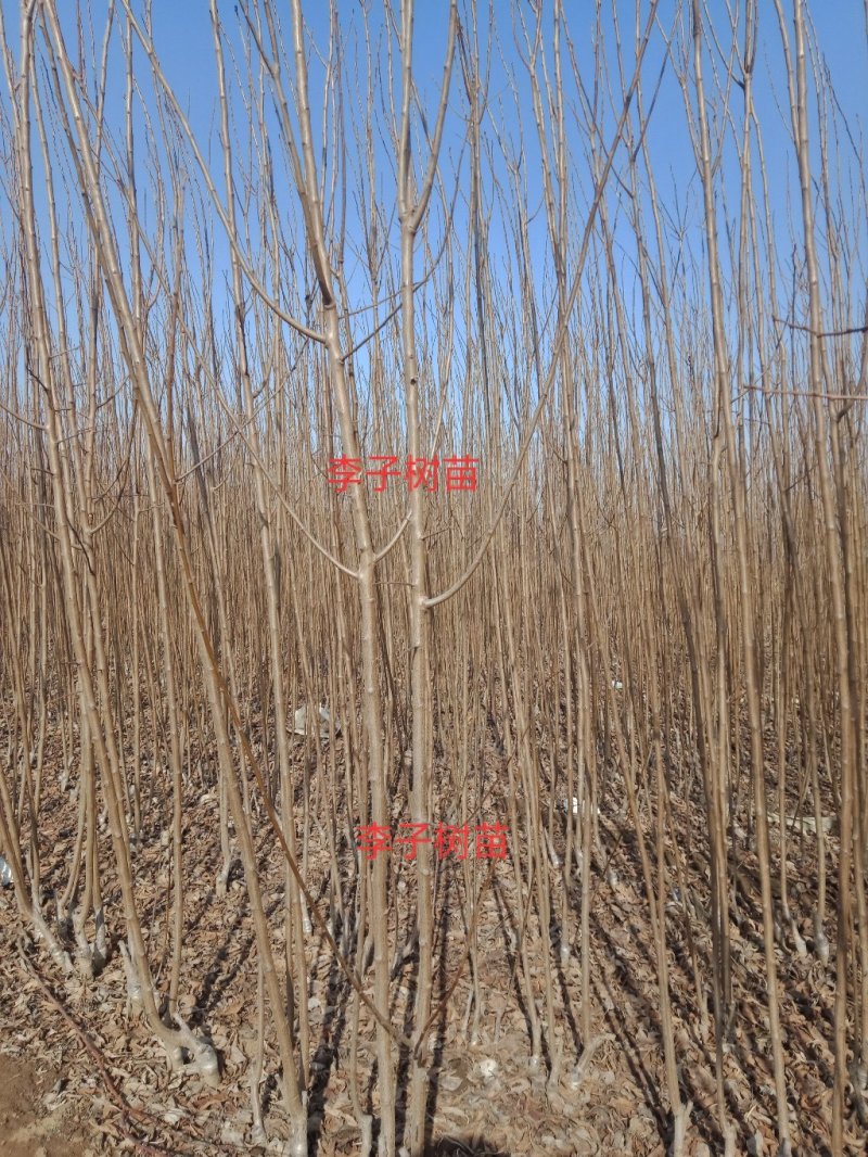 大量出售李子树苗！保证质量！保证质量诚信经营！