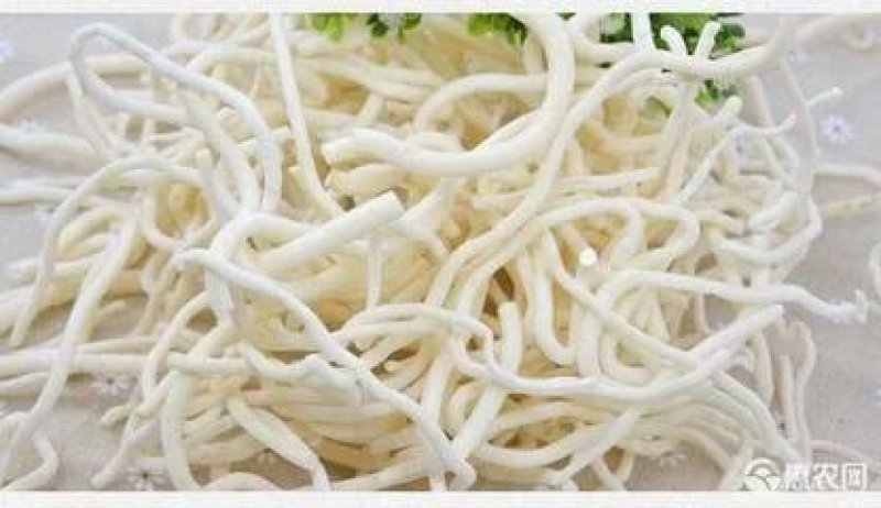 凉山野生小通草！！！