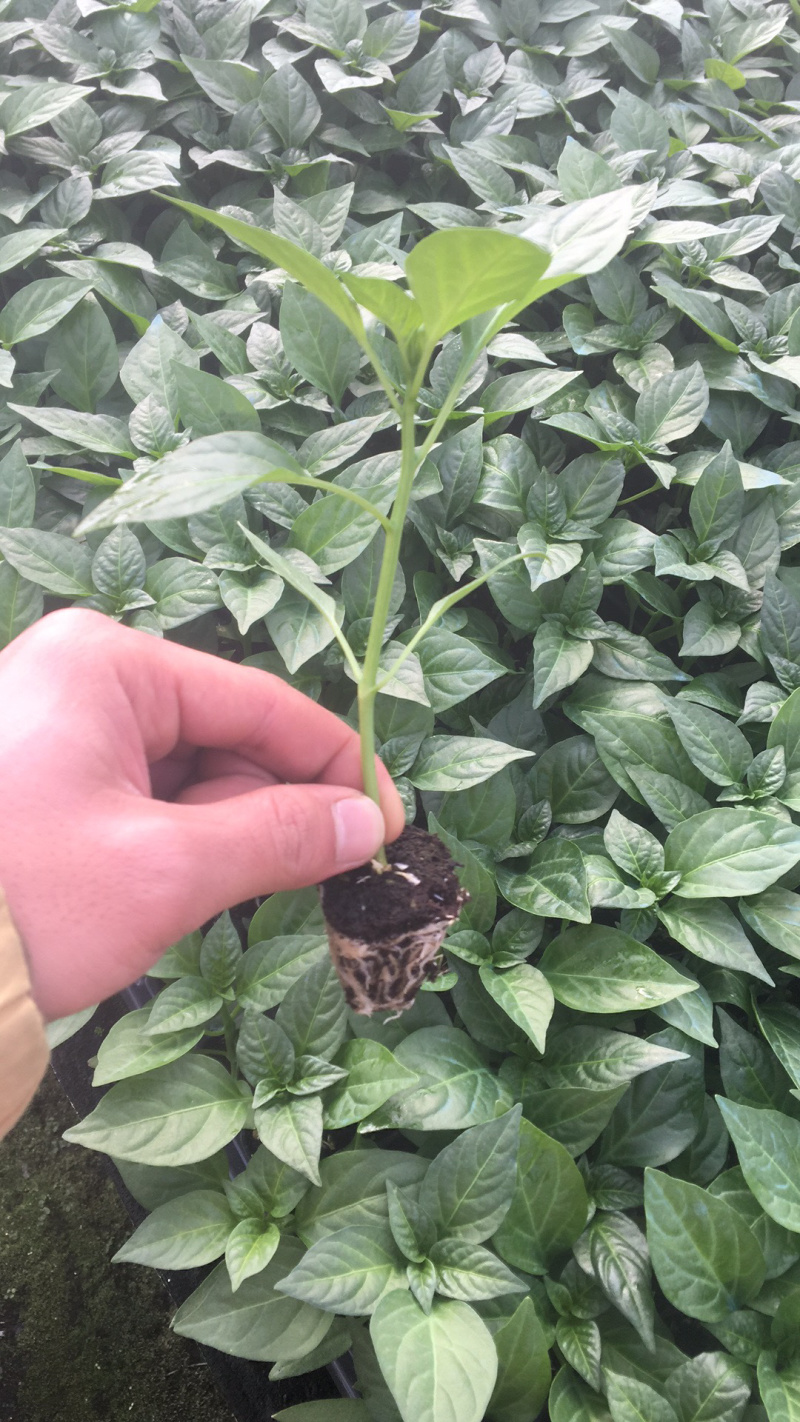 穴盘苗成活率高高档薄皮辣椒线椒尖椒泡椒