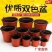 优质双色盆，塑料花盆，质优价廉，各大种植园都在用