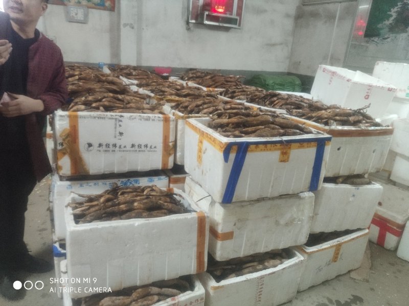 太空莲36号莲子种苗建宁广昌白莲湘莲莲子莲藕种苗产莲红花