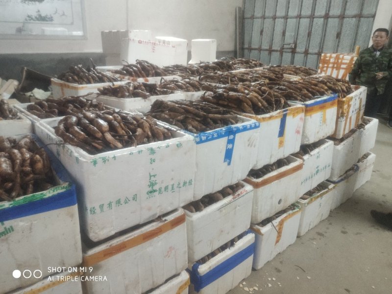 太空莲36号莲子种苗建宁广昌白莲湘莲莲子莲藕种苗产莲红花