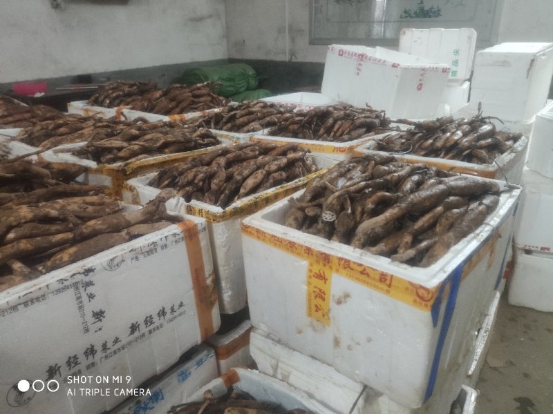 太空莲36号莲子种苗建宁广昌白莲湘莲莲子莲藕种苗产莲红花