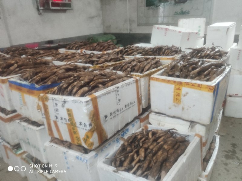 太空莲36号莲子种苗建宁广昌白莲湘莲莲子莲藕种苗产莲红花