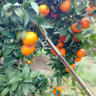 沃柑