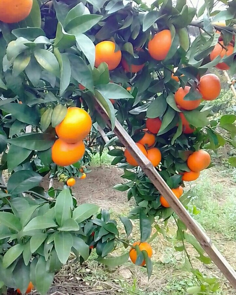 沃柑