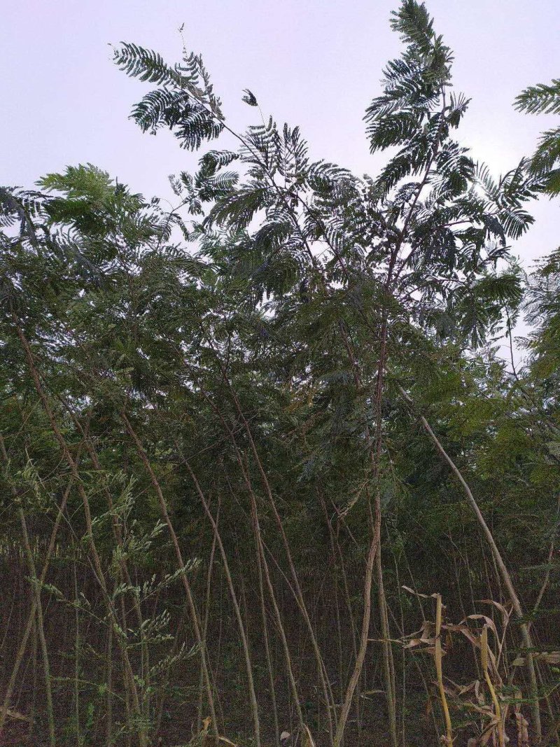 大量便宜出售1-4公分合欢苗实地照片欢迎选购