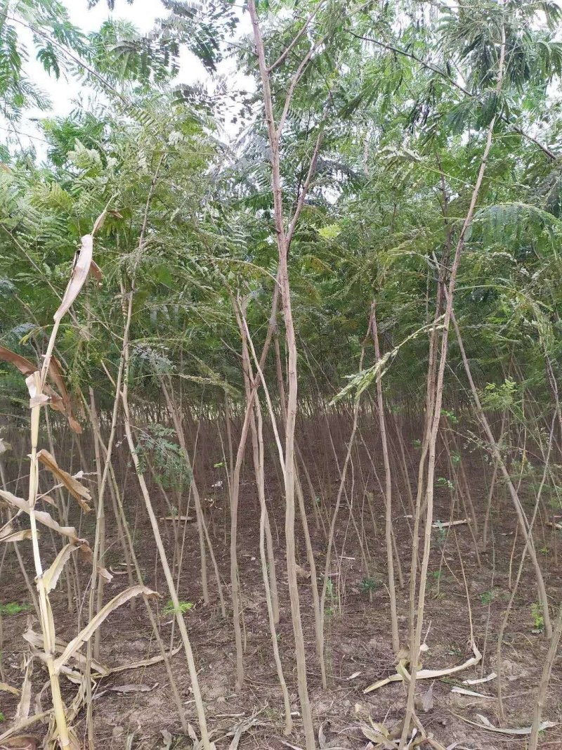 大量便宜出售1-4公分合欢苗实地照片欢迎选购
