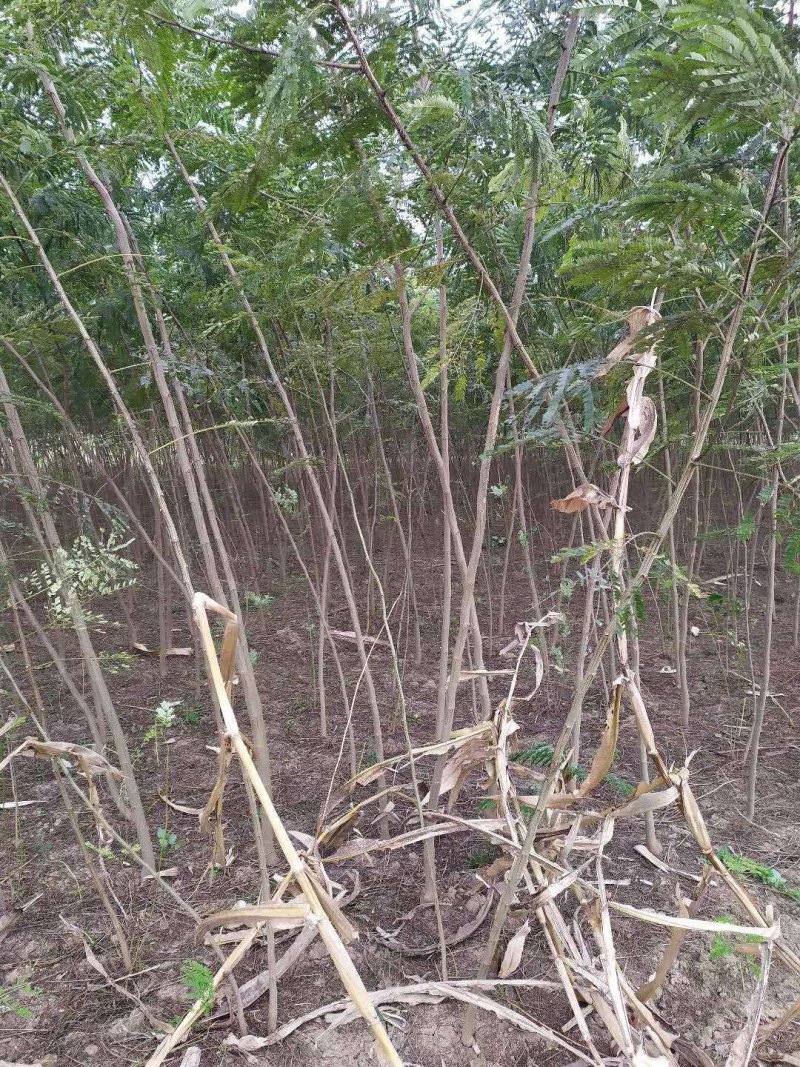 大量便宜出售1-4公分合欢苗实地照片欢迎选购