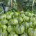 早熟爬网鼎丰小南瓜仔