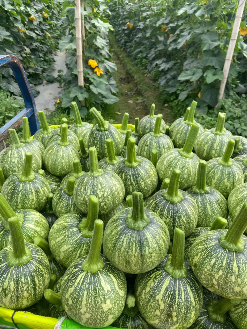 早熟爬网鼎丰小南瓜仔