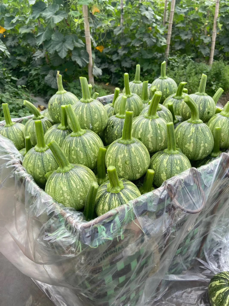 早熟爬网鼎丰小南瓜仔