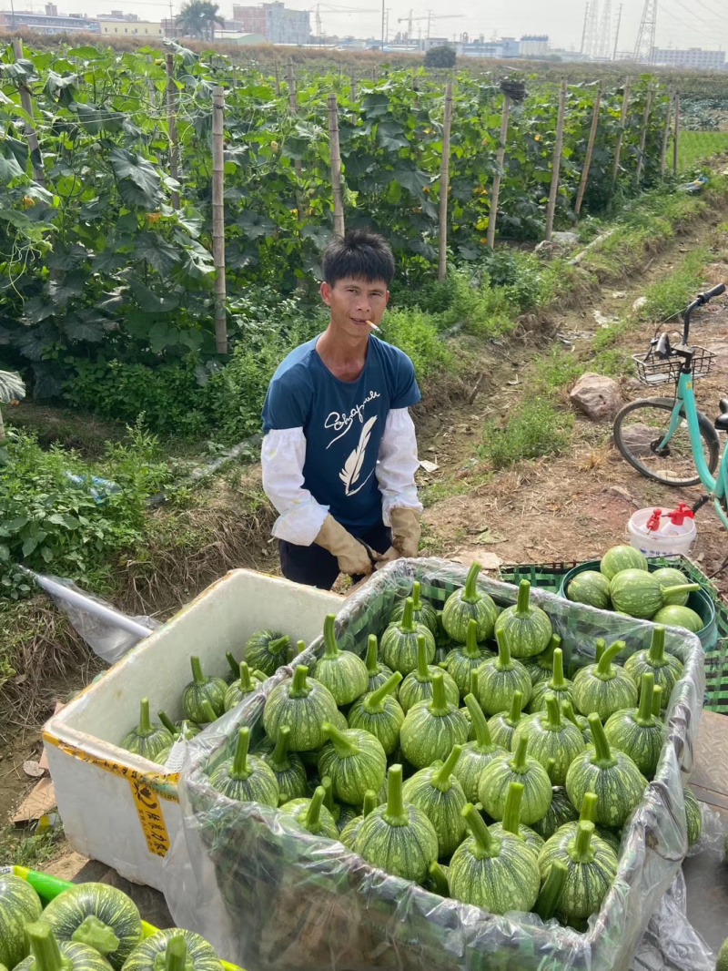 早熟爬网鼎丰小南瓜仔