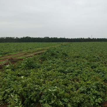 1100亩农业种植基地，可租可售，价格面议