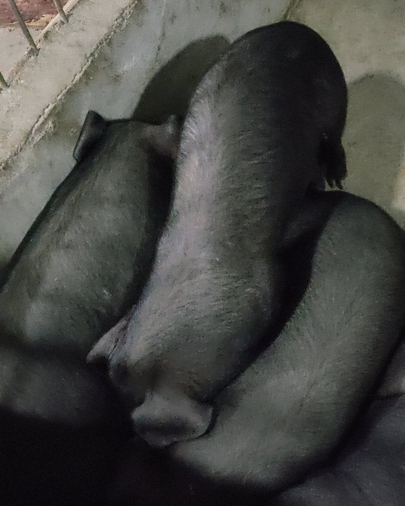 苏太母猪