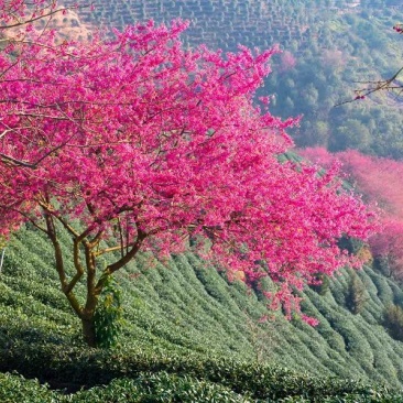 樱花