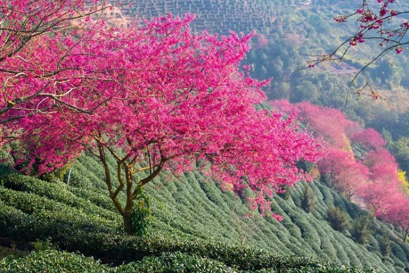 樱花