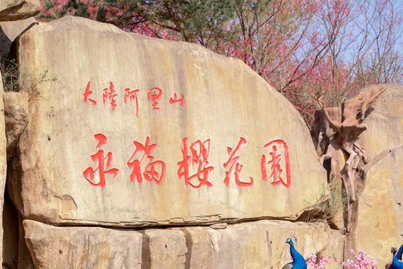 樱花