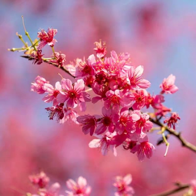 樱花