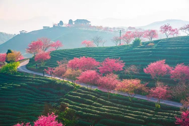 樱花