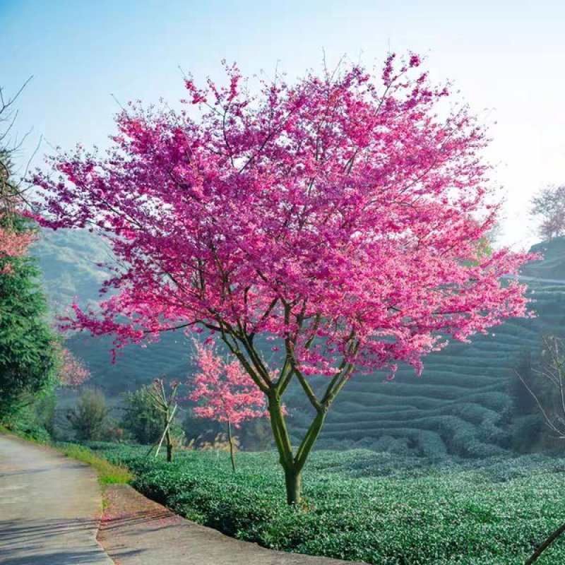 樱花