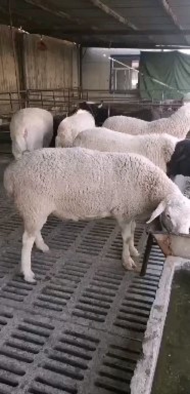 杜泊羊养殖基地梁山杜泊羊种羊养殖场免费送货