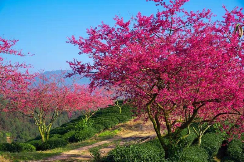 樱花