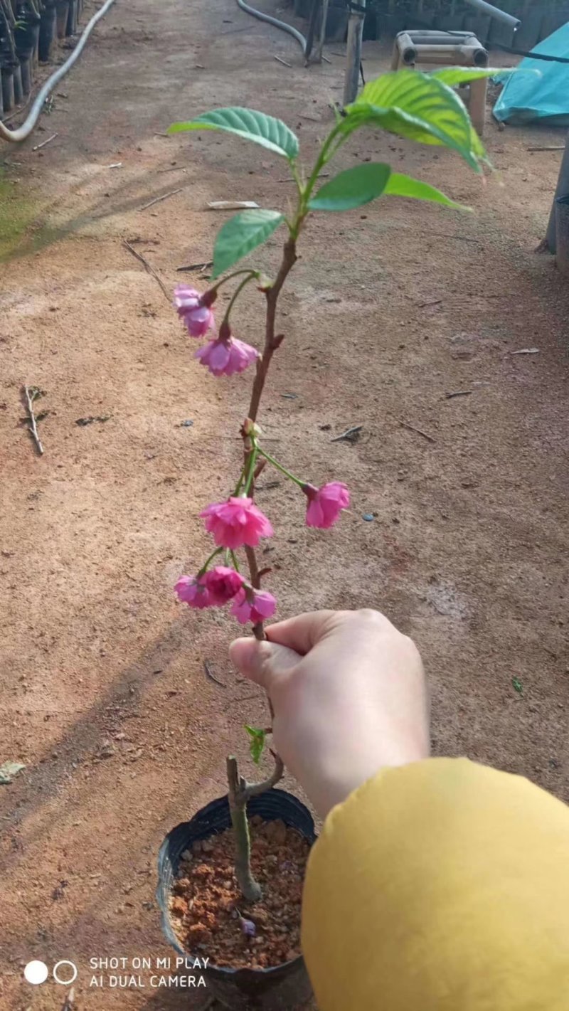 樱花