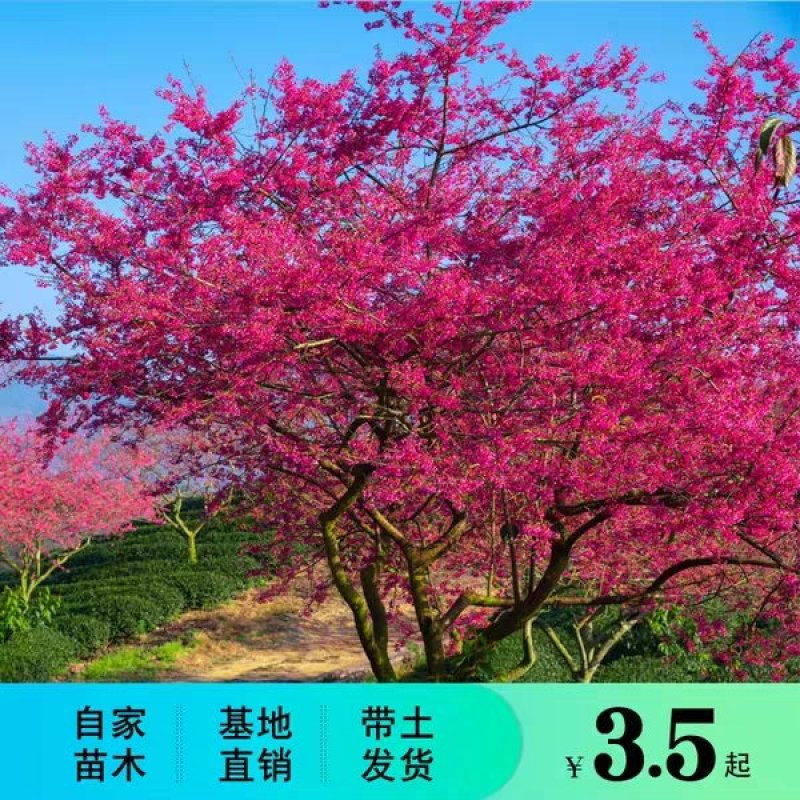 樱花
