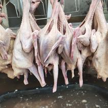 河北晋州长期供应白条乳鸽，现杀白条乳鸽，鸽子肉，长期有货