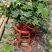 长春藤
