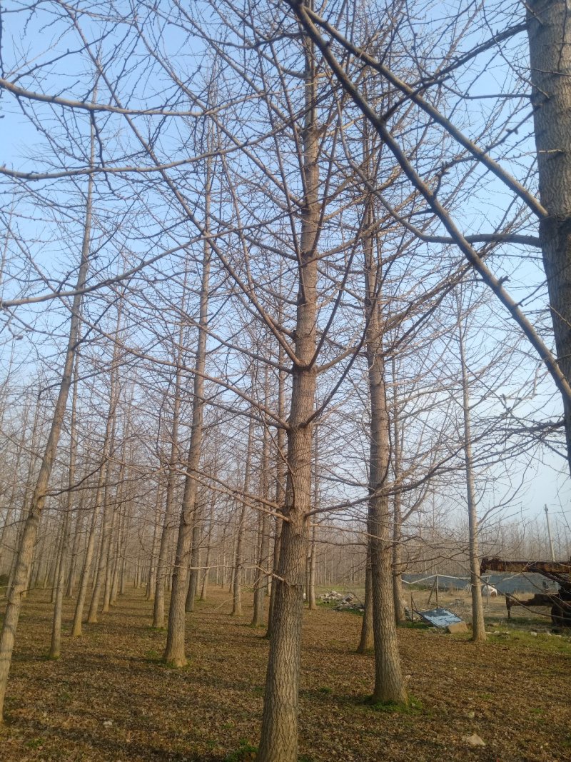 产地直销银杏树2公分3公分4公分6～30公分，售后有保障