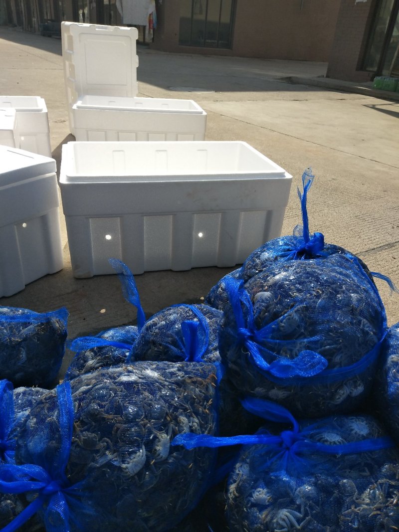 盘锦河蟹苗，精品大闸蟹苗，各种规格，大量出售，产地直发
