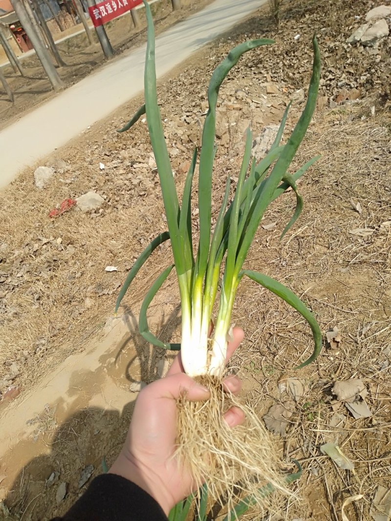 分葱，东北市场小葱，预计到3月10号下来