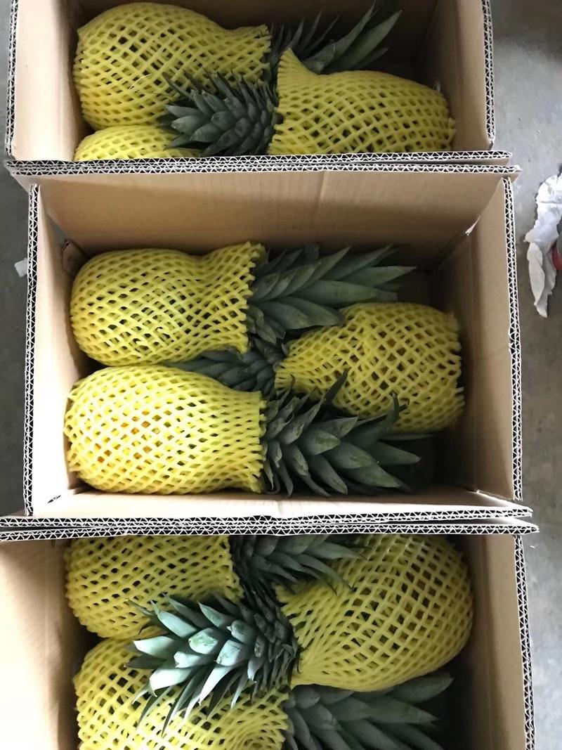【一件代发】广东徐闻香水菠萝5斤9斤包邮当季新鲜水果