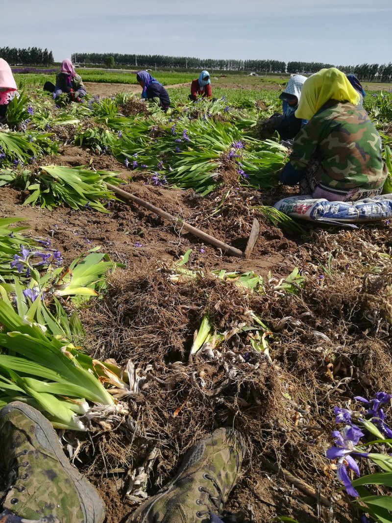 辽宁基地销售蓝花鸢尾，紫鹤鸢尾，黄鹤鸢尾，黄花鸢尾，紫花