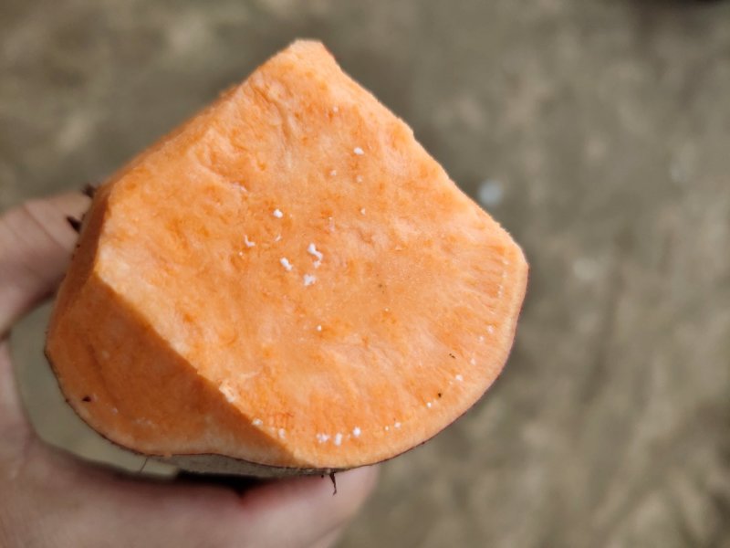 开封精品沙地西瓜红，纯一手货源，量大从优，欢迎前来洽谈