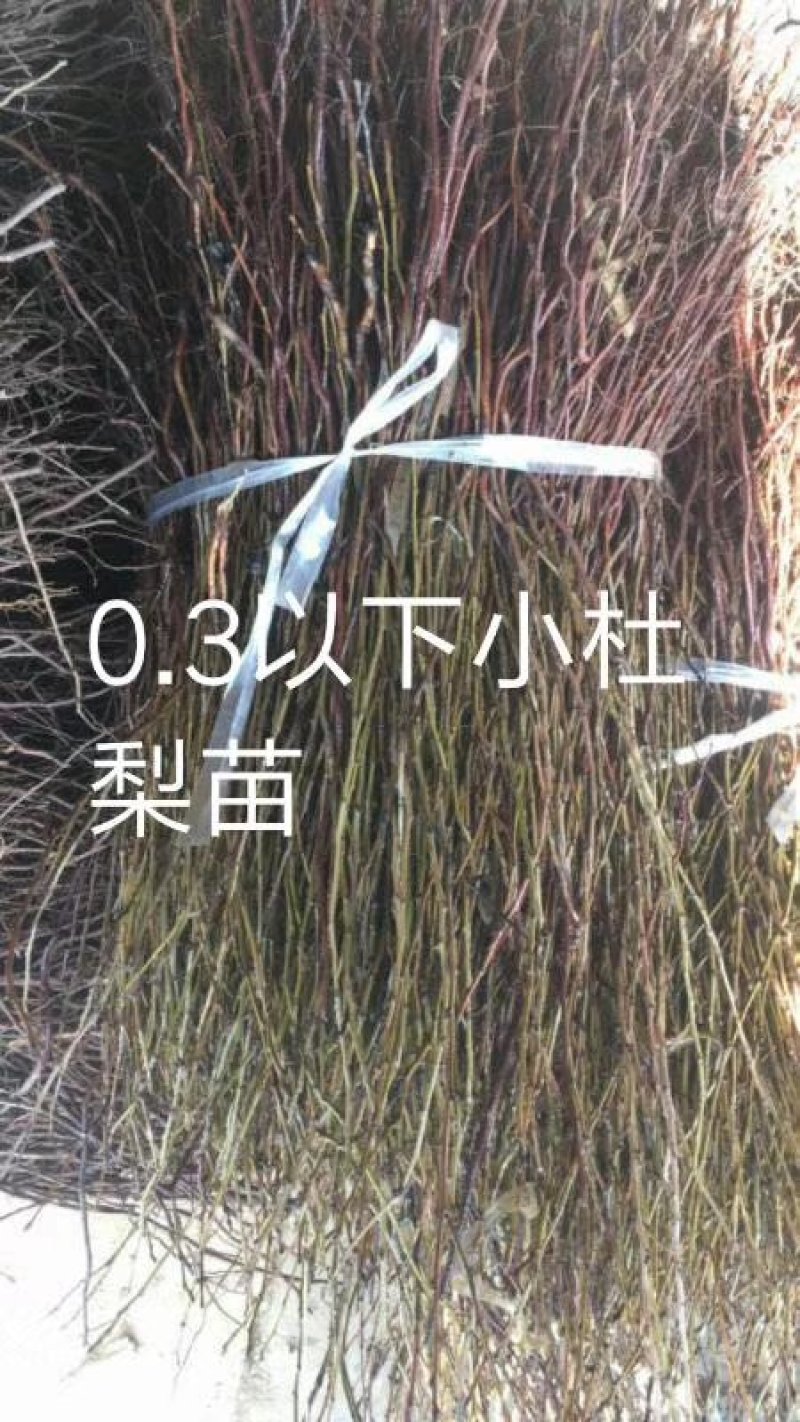 1年生杜梨苗，现起苗现整理现发货，分拣精细，规格齐全。