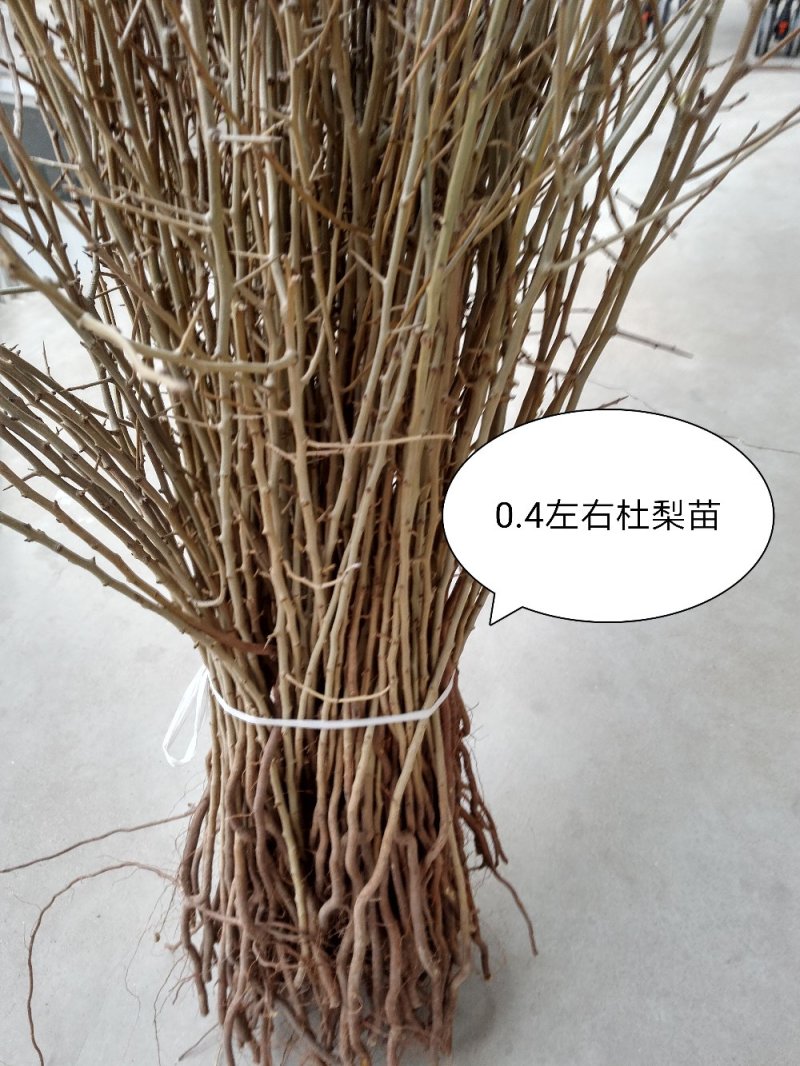 1年生杜梨苗，现起苗现整理现发货，分拣精细，规格齐全。