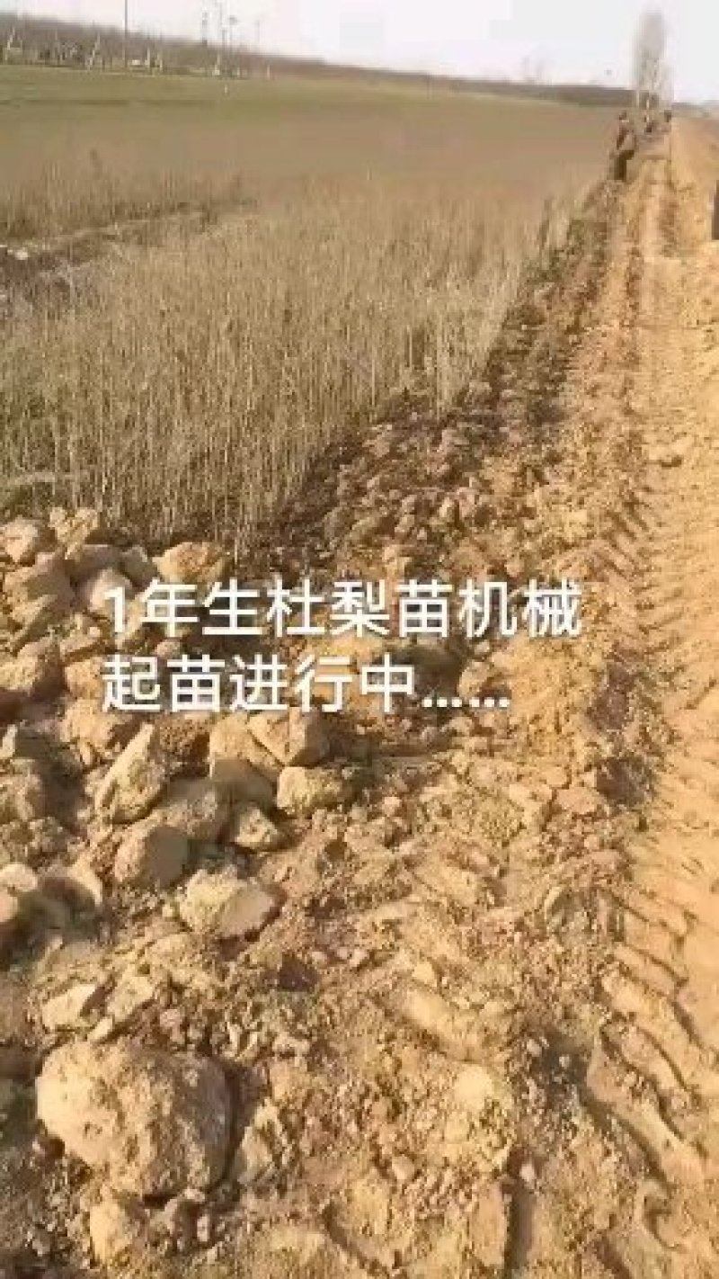 1年生杜梨苗，现起苗现整理现发货，分拣精细，规格齐全。