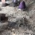 1年生杜梨苗，现起苗现整理现发货，分拣精细，规格齐全。