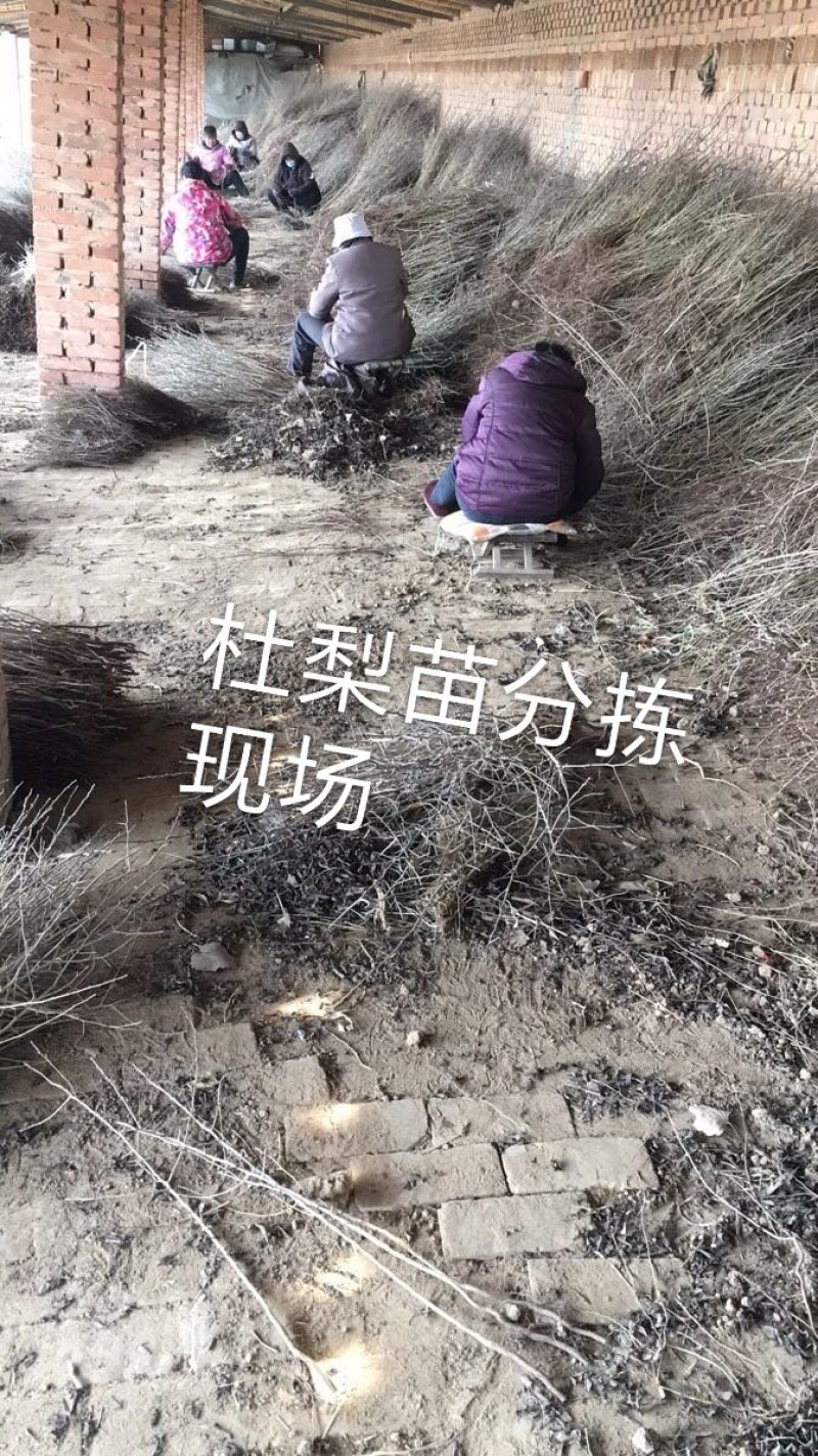 1年生杜梨苗，现起苗现整理现发货，分拣精细，规格齐全。
